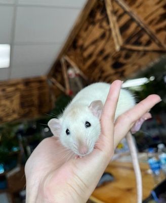 Sobolani dumbo de companie