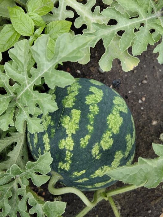 Прополоть огород