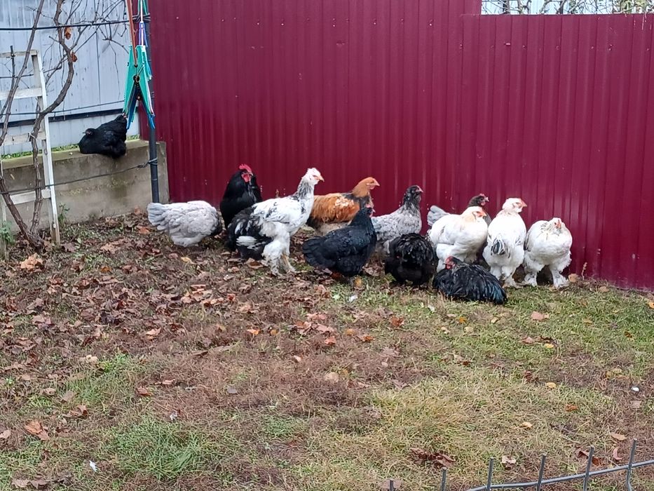 Vand gaini și cocoși