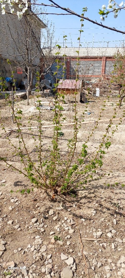 Фундук дарахти сотилади