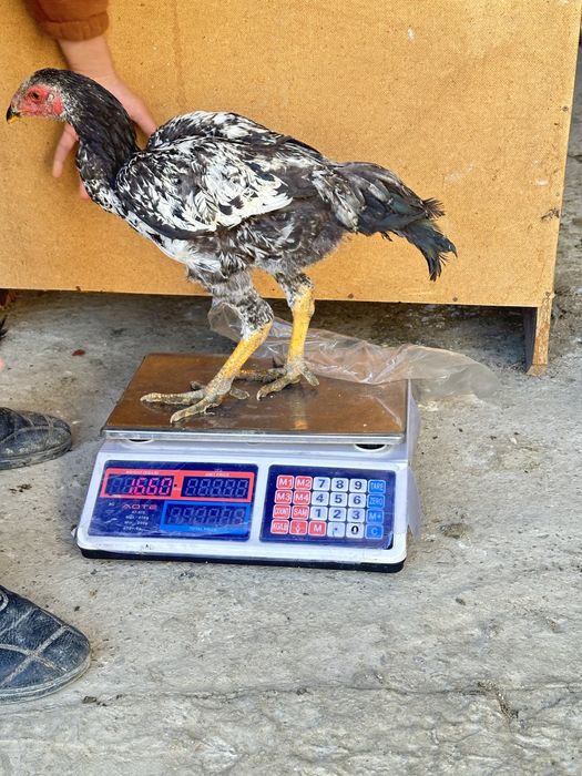 4 oylik joʻja tuxumga kiryapti