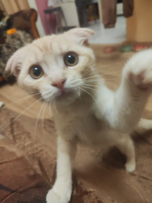 Котёнок британец