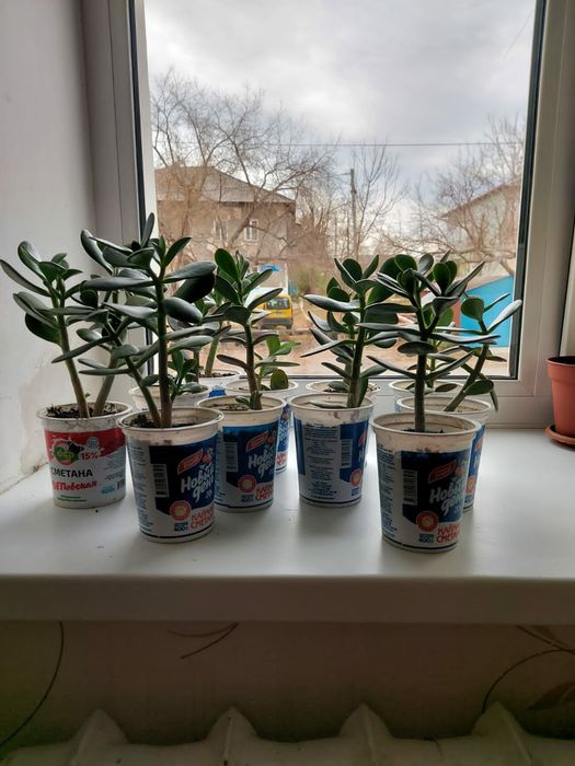 Денежное дерево.