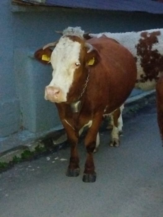 Vaca Baltata Românească