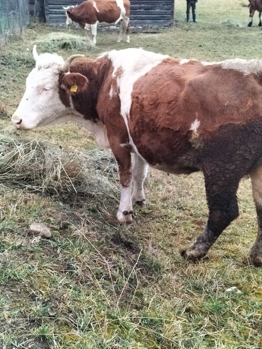 Vaca bălțată de vânzare