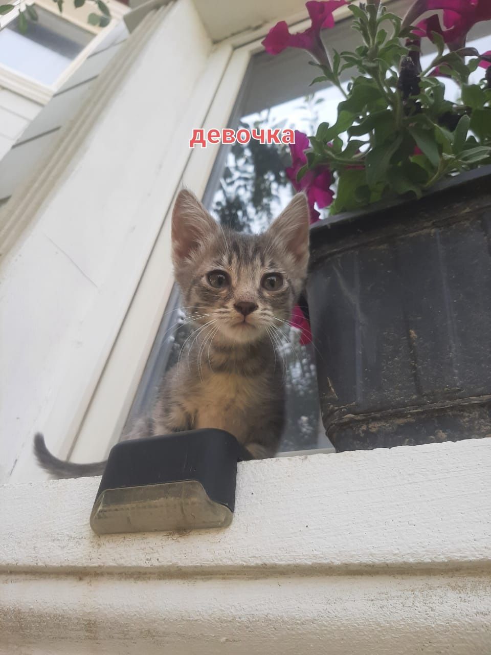 Отдам котят бесплатно