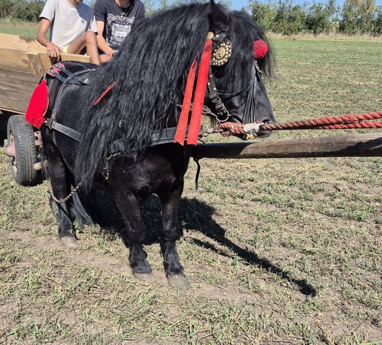 Ponei de vânzare