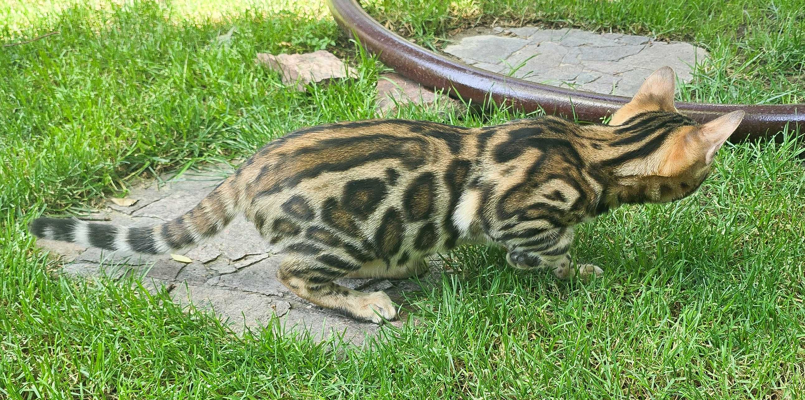Бенгальский котенок чистокровный