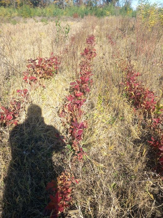 Vând puieți de stejari cu frunze complet roși