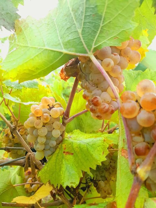 STRUGURII DE VIN producător
Strugur