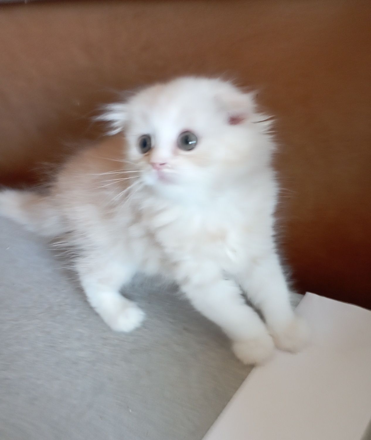 Вислоухие котята мальчики 2 мес.