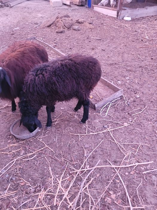 Ұрғашы тоқты 6 ай болған