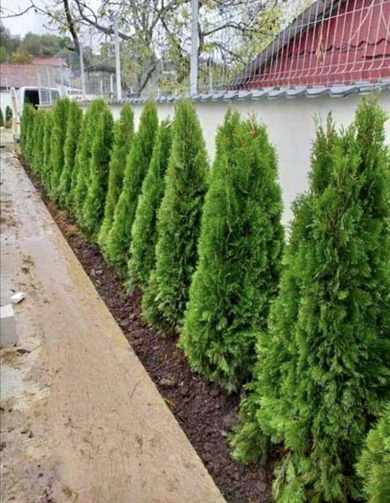 Vand plante ornamentale de diferite speci tuia leilandy smarald gazon