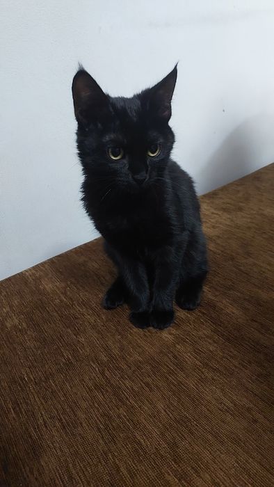 Отдам кошку в добрые руки, черная