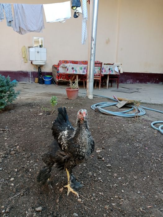 Jojahoroz zotli paranda