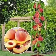 Piersic pom columnar