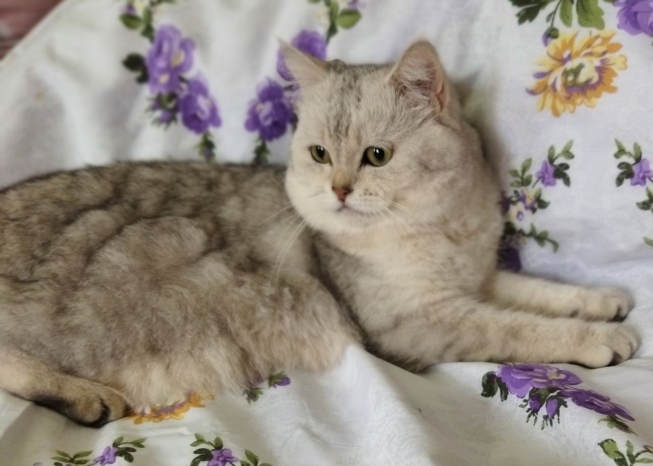 Вязка красивого кота!