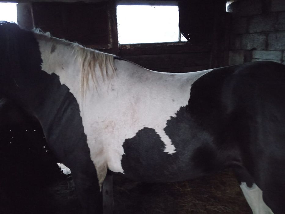 Продам лошадь с откорма