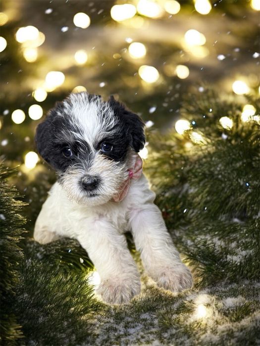 Donez puiuți de cățeluș – căutăm familii responsabile și iubitoare