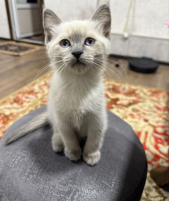 Siam mushukcha 1 qizaloq (сиамский котенок) Termiz