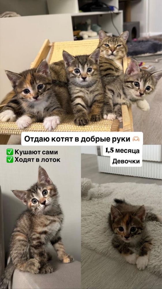 Котята бесплатно