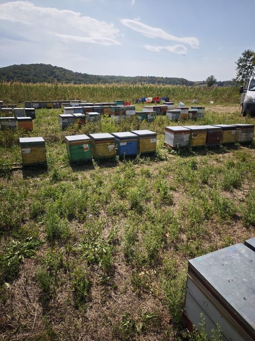 Vând 140  familiii de albine !
