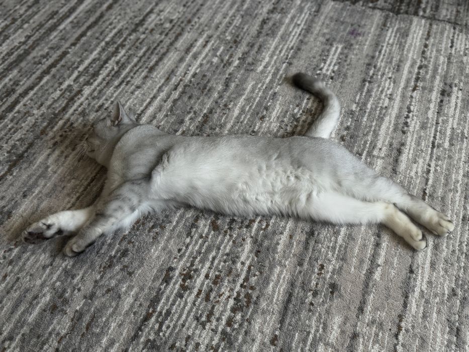 Кот шишншила окрас серебро