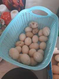 Oua rațe proaspete