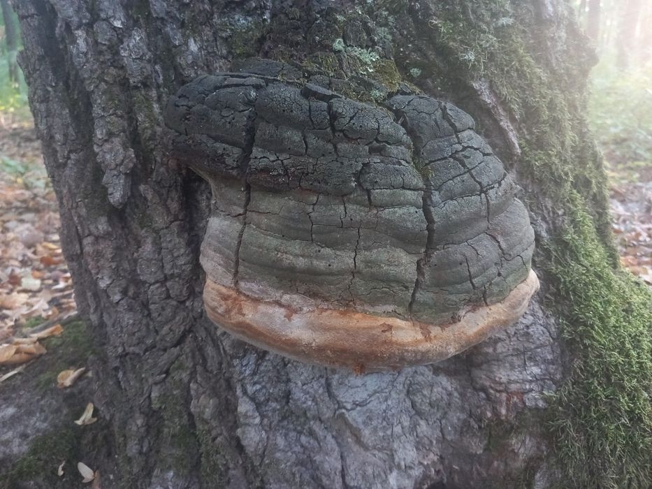 Ciuperca medicinala phelinus robustus