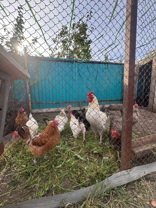 Продам голландских кур