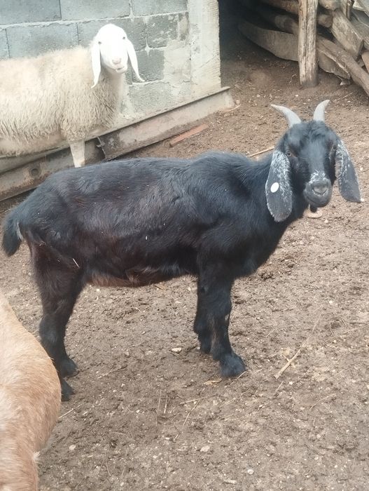 Capre și iede anglonubiene