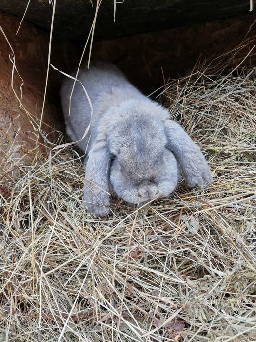 Vând iepuri berbec german
