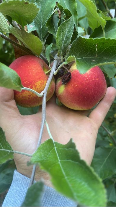 Mere Golden Jonathan Florina