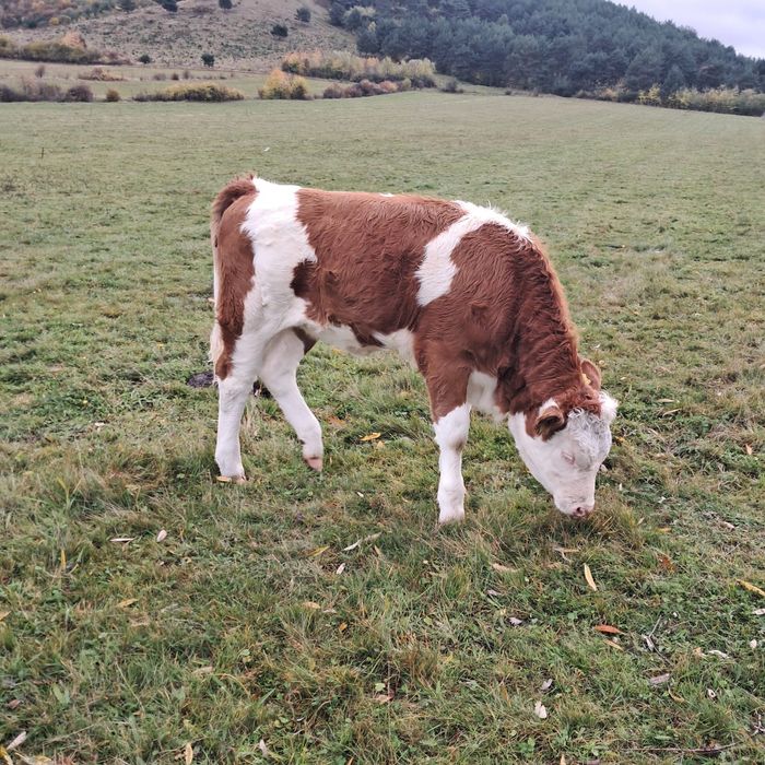 Vacă cu vițea de vînzare