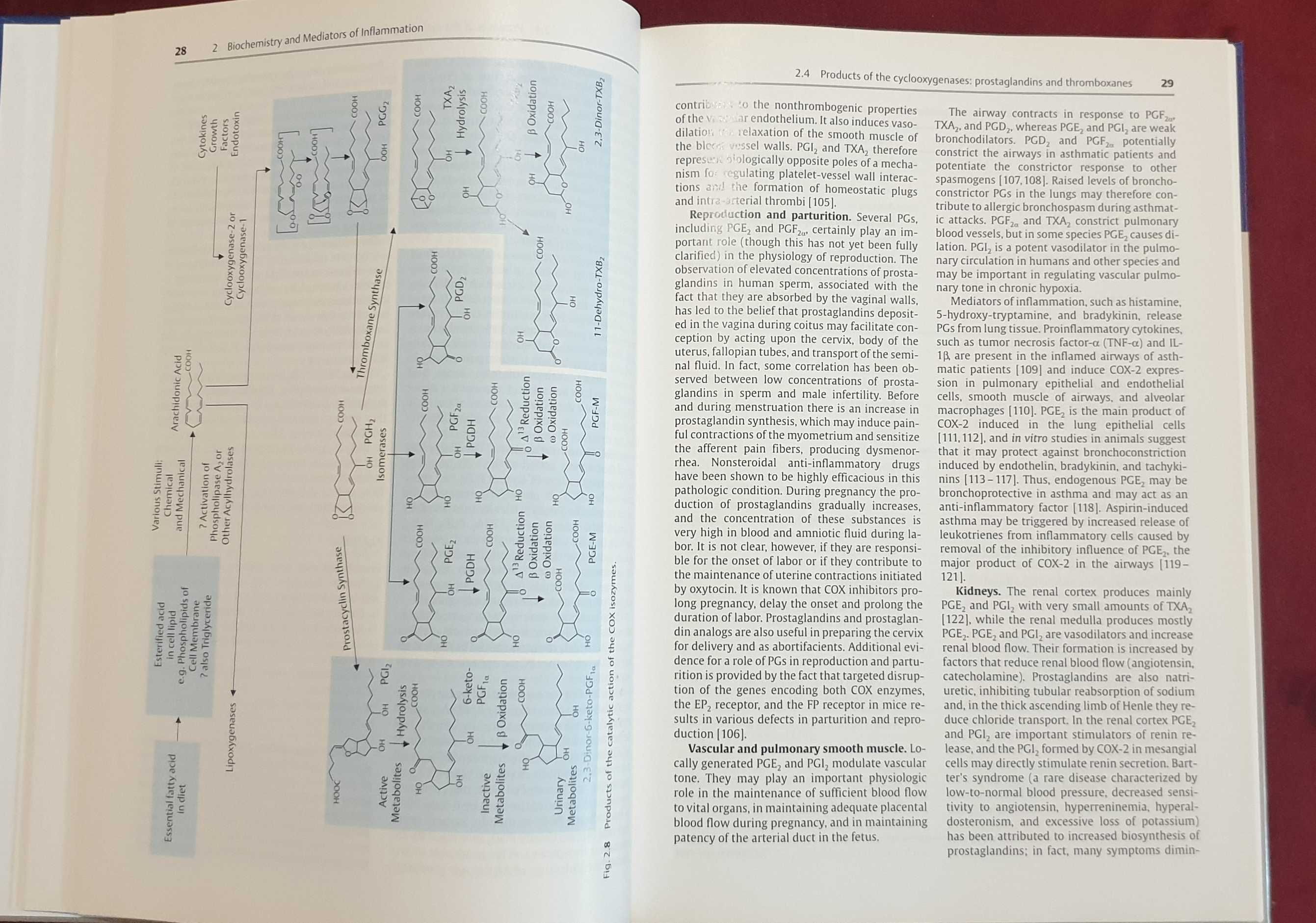 Inflammation and Rheumatic Diseases.Molecular Basis of Novel Therapies