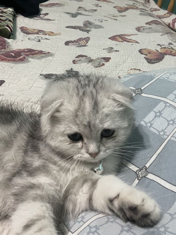 Продаётся кошка Шотландская вислоухая кошка