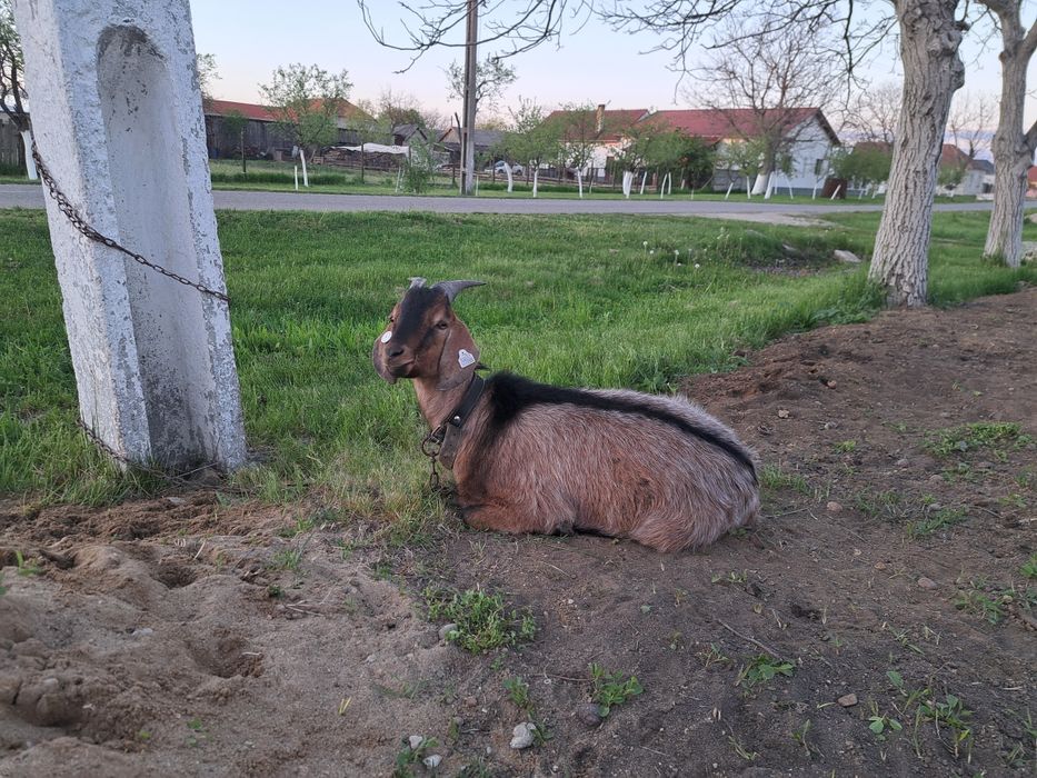 Țap anglonubian de vânzare