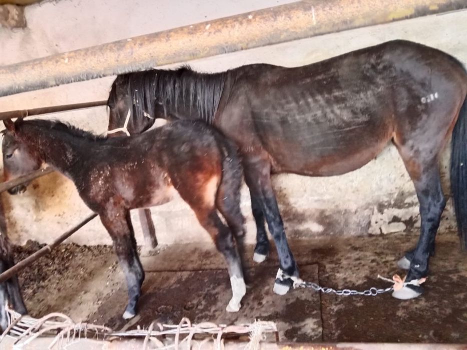 Продам лошадь