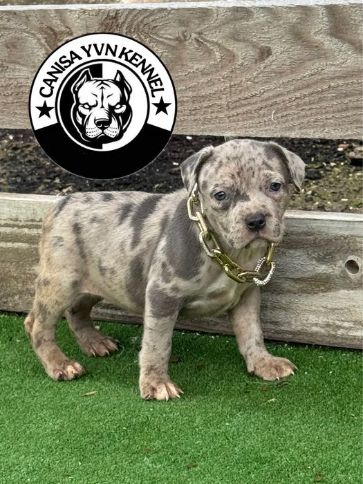 Femela amstaff blue merle