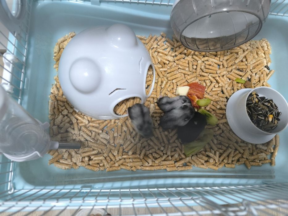 Hamsterii Campbell