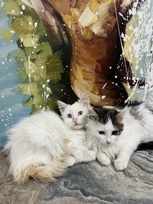 Отдаю Котята Астана