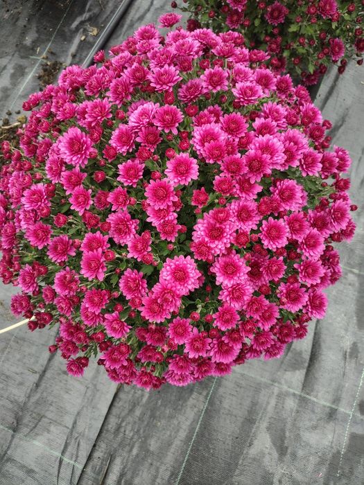 Crizanteme la ghiveci