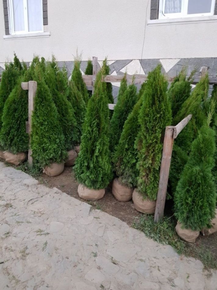 Vand plante ornamentale pentru amenajarea gradini de vis tuia smarald