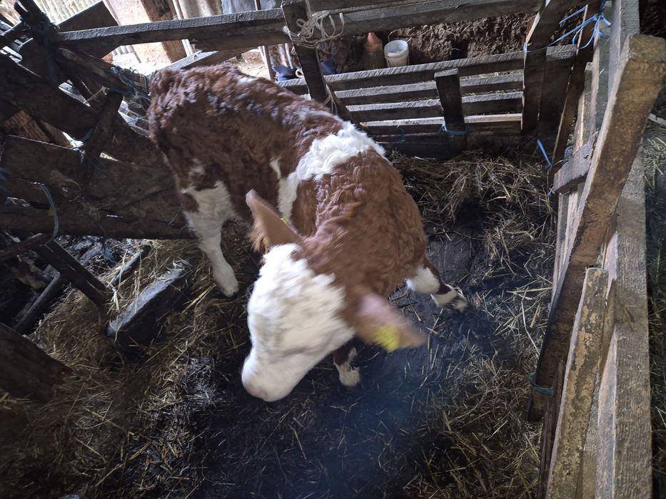 Vitea si vitel  Baltatii