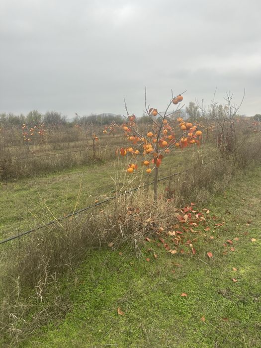 Райска ябълка - ХЕЯКУМЕ