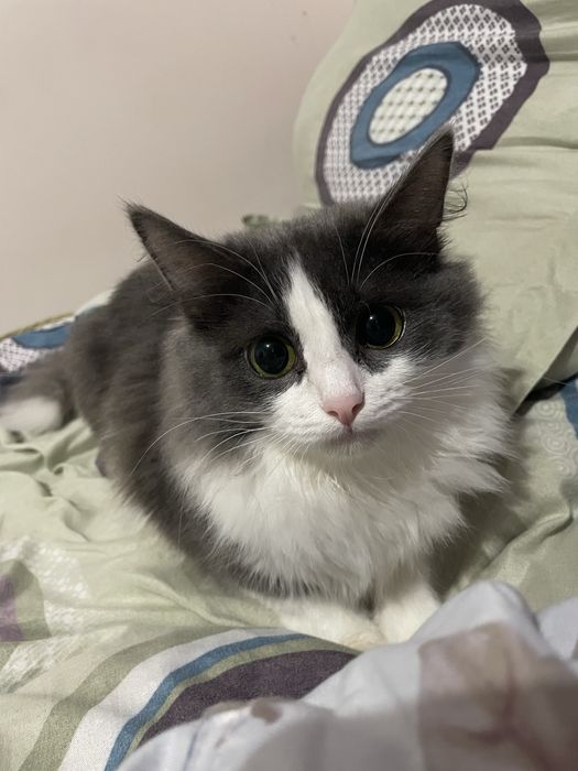 Отдам кошку в хорошие руки