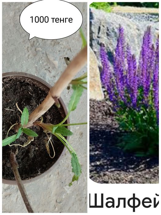 Продам цветы садовые