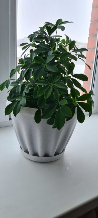 Домашний цветок шефлера