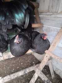Ouă australorp negru pentru incubat.
