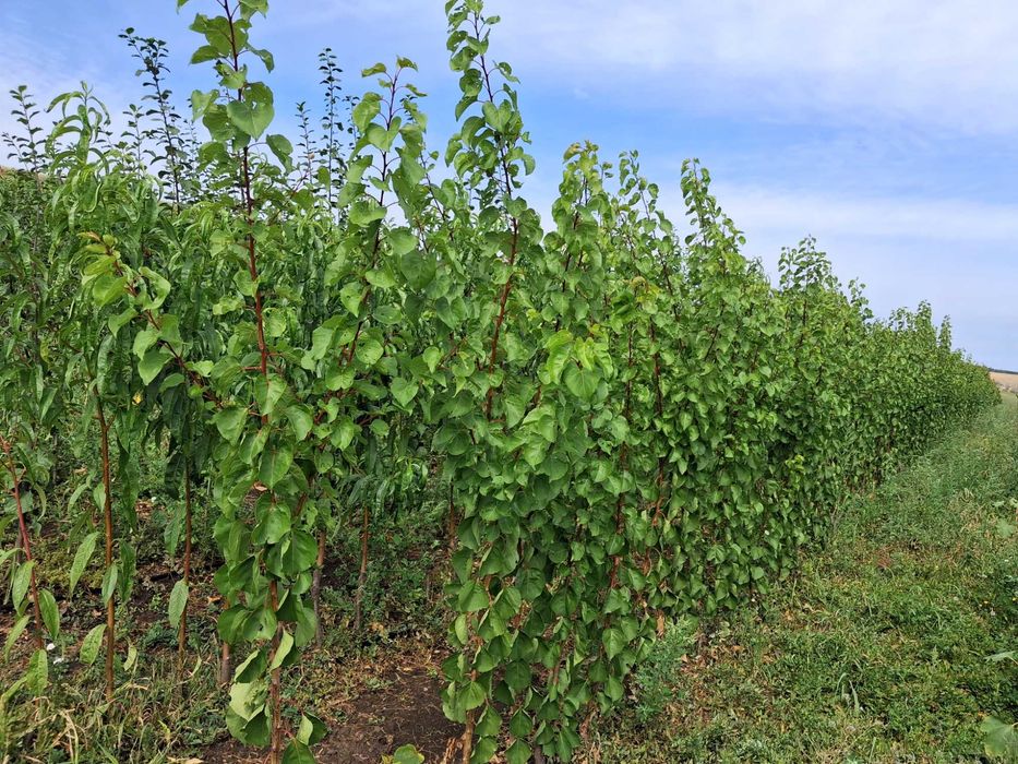Pomi fructiferi categoria certificat